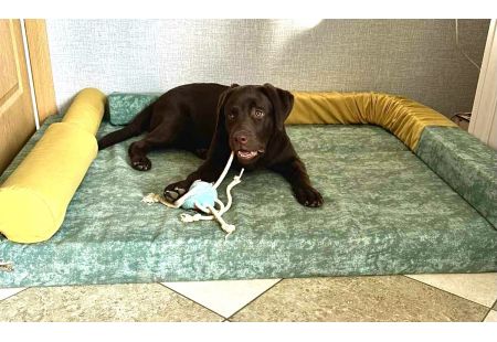 Лежанка для собак больших и средних пород из 100% латекса